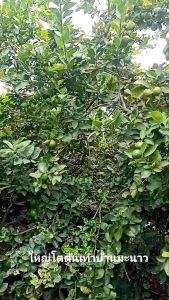 มะนาวแป้นสุขประเสริฐ พร้อมส่ง