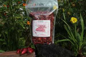 Bawang Dayak Kering 1kg: Asli Indonesia, Organik & Berkualitas Tinggi