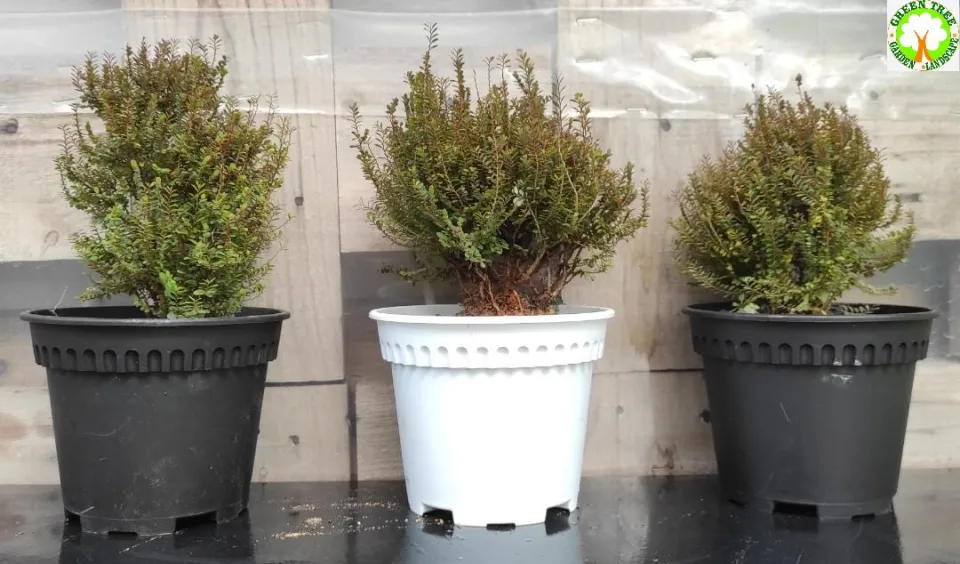 vertrgt bambus sonne Bambus Campbell (Fargesia robusta 'Campbell') | 150-175 cm im Topf