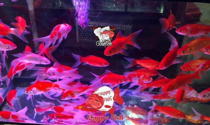 อาหารสำหรับปลา& ปลาโคเมทหางยาว size 2-3“ ซื้อ4แถม1 มีประกันสินค้า อาหาร ...