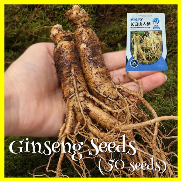 50 Seeds Fresh Ginseng Seeds for Planting Balcony Potted Bonsai Seeds Easy  To Grow In The
