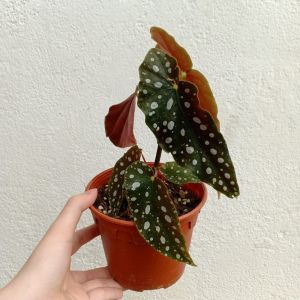 [Live Plant] CVF Begonia Maculata |  Exotic Live Plants | Collector Plant | 鳟鱼秋海棠
