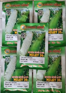 HẠT GIỐNG BẮP NẾP LAI ĐƠN MILKY 36