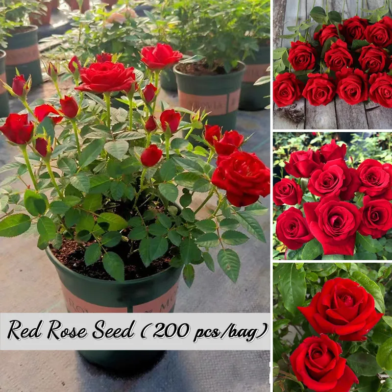 Hot Selliing Seedings] 200 Pcs High Quality Red Rose Flower Seeds Rose Seeds  for Planting Flowers