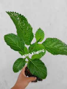 chậu cây cỏ đuôi chuột xanh tươi tốt - Minh Khương