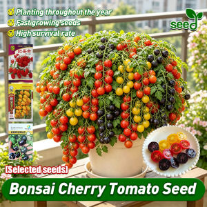 (Fast Growing - Red Yellow Black) 100% Legit Dwarf Cherry Tomato Seeds for Planting Fruits - Sweet Bonsai Cherry Tomato Live Plant Seeds Balcony Potted Cherry Tomatoes Seeds Seedlings Easy To Grow Organic Fruit Seeds Vegetables Seeds for Gardening