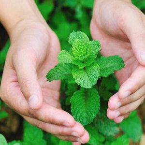 Hạt Giống Húng Bạc Hà | Hàng chính hãng công ty