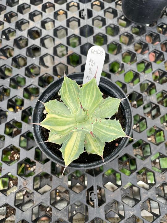 Augustfame - Agave potatorum var. isthmensis 'Striata'  succulent |  Lazada