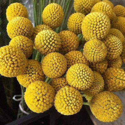 Gói 20 hạt giống hoa Cúc Nút Áo Vàng