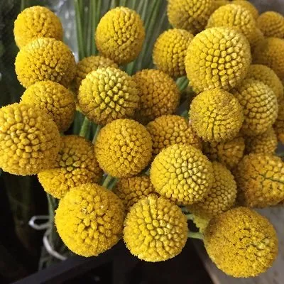 G%C3%B3i%2020%20%20h%E1%BA%A1t%20gi%E1%BB%91ng%20hoa%20C%C3%BAc%20N%C3%BAt%20%C3%81o%20V%C3%A0ng%20-%20Image%201