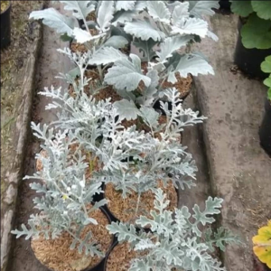 Paket Anggrek Berlapis Silver Plante & Dusty Miller - Tanaman Dekoratif