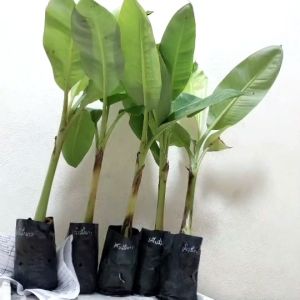 กล้วยเล็บมือนาง แท้100%##สินค้าขายดีประจำเดือน