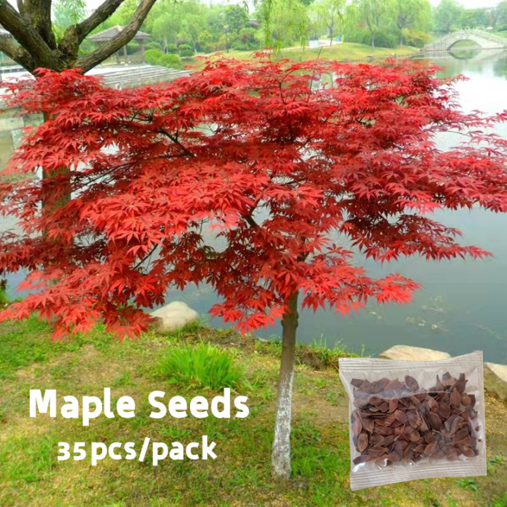Multi Color Maple Tree Multi Color Maple Tree