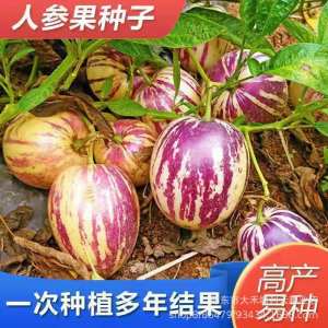 Four-season ginseng fruit easy to grow ginseng fruit on the balcony or in the small yard fruit and vegetables