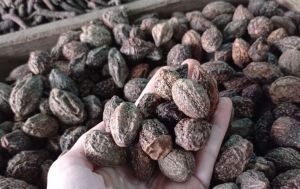 TERMURAH [ORIGINAL] BIJI JOKELING KERING 500 GRAM