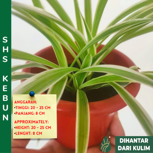 Spider Plant Green Edge Chlorophytum comosum 吊兰 Anak Pokok Hiasan Hidup Indoor Plant Live Plant Air Purifier SHS KEBUN