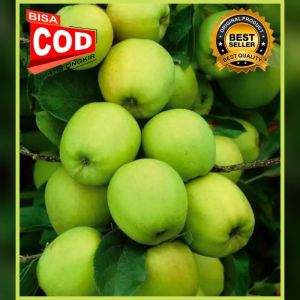 Bibit Apel Manalagi 100% ORI