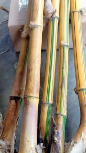 Bibit Bambu Kuning Siap Tanam