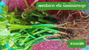 ต้นเพชรสังฆาต หรือ ร้อยข้อต่อกระดูก มีรากพร้อมปลูก คละไซต์ ส่งแบบถอดกระถาง 7 ต้น 59 บาท