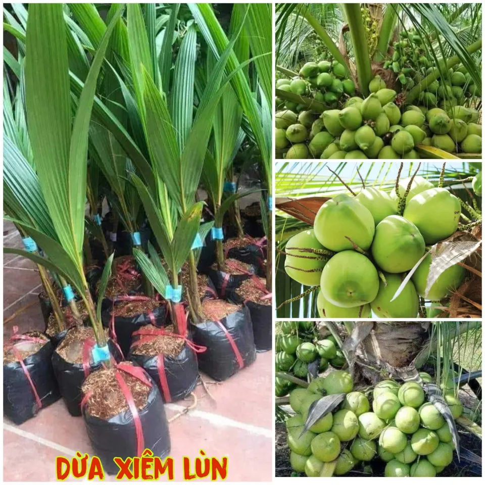 Ảnh đẹp Cây Dừa trái sum suê (Trĩu quả) P1- Ảnh Dừa đẹp Yescoco không thể  bỏ lỡ