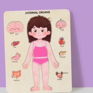 Wooden Internal Organs Multilayer Learning Anatomical Human Body Puzzle Early Education Toy