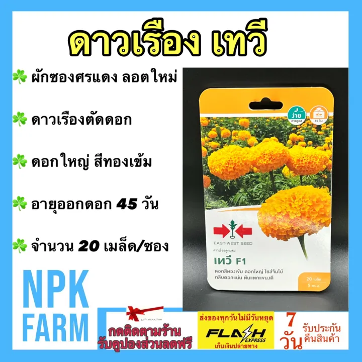 เมล็ดพันธุ์ดาวเรือง ศรแดง เทวี สีทองเข้ม ดอกใหญ่ กลีบแน่น