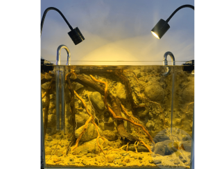 Đặt Trước Bộ Layout Vách Cho Hồ 30-60cm Phong Cách Biotope Trang Trí Hồ Cá