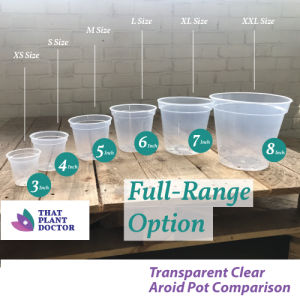 Transparent Clear Aroid Pot(L Size/6 inches pot)(Diameter 15cm/Height 14cm)
