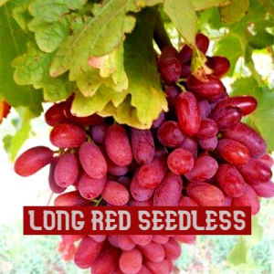 BIBIT ANGGUR IMPORT LONG RED SEEDLES