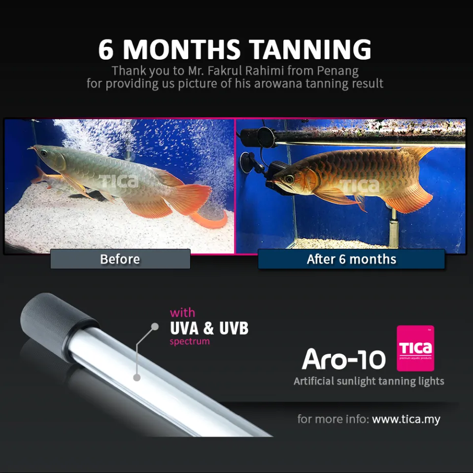 Tica Aro-10 White 13000k (142cm) arowana tanning light | Lazada