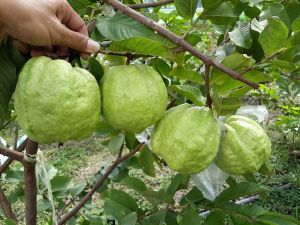 ต้นฝรั่ง (ฝรั่งไร้เมล็ดฝรั่งหวานพิรุณ ต้นฝรั่งสุ่ยมี่ ต้นฝรั่งกิมจู ต้นฝรั่งหงเปาสือ กิ่งตอน ) ต้นสูง 60-70เซนขึ้นไป ตรงพันธุ์เเท้ 100%