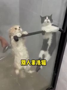 COD  Tisu Basah Anjing Kucing Sarung Tangan Pembersih Spa Murah   Spa Cleaning Gloves   Soft   Dog Cat  Tissue Basah Anabul Hewan Peliharaan Tanpa Mandi