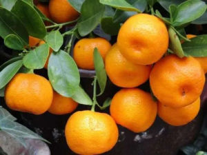 Bibit Jeruk Ponkam Mandarin Tinggi 1 Meter