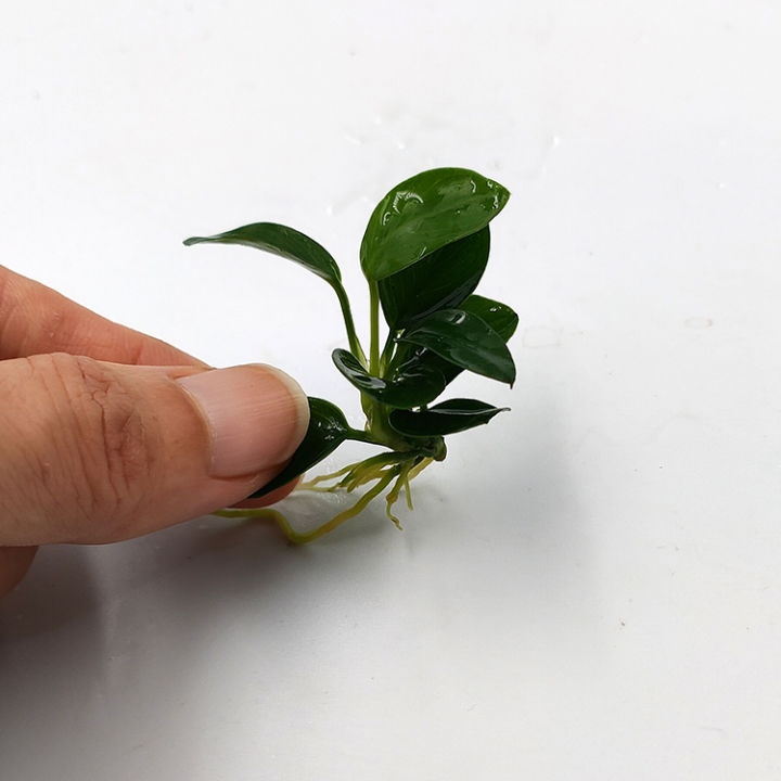 Anubias nana petite 'Japan'日本小榕- emerged水上叶/Aquatic plant/Tumbuhan ...