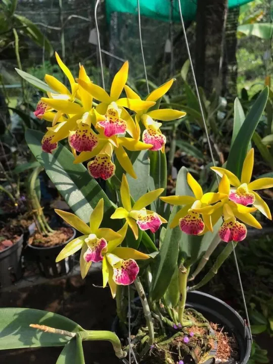 Brass%20ph%C6%B0%E1%BB%A3ng%20ho%C3%A0ng%20l%E1%BB%ADa%20c%C3%A2y%20gi%E1%BB%91ng%20-%20Image%207