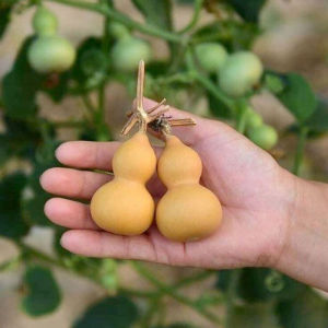 Hạt giống Bầu Hồ Lô MiNi - Gói 5 Hạt