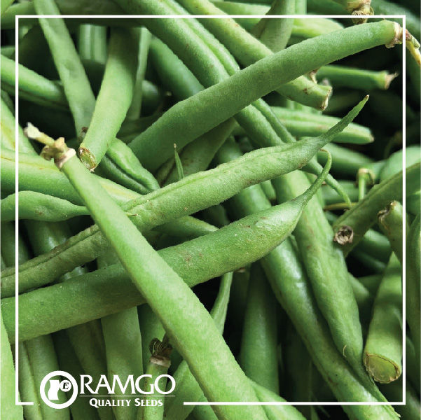 RPO%20Beans%20Baguio%20Seeds%20-%20Image%204