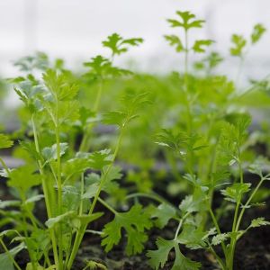 Hạt giống rau mùi ta Tỷ lệ nảy mầm >90% Độ thuần >99% Xuất xứ Việt nam