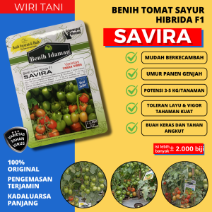 (Isi Lebih Banyak ±2.000 Biji) Benih Bibit Tomat Hibrida SAVIRA F1 dari Benih Idaman | Varietas Tahan Virus dan Layu Produktifitas Tinggi Tomat Dataran Rendah Tinggi Berbuah Lebat Merah Mengkilat Daging tebal Keras Tahan simpan dan Kirim