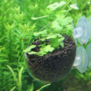 [Chandrae] UNIKI Chậu Thủy Tinh Pha Lê Mini Cho Bể Cá Cốc Hình Trụ Trồng Cây Thủy Sinh Trong Chậu Nước