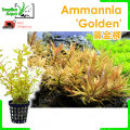 Ammannia pedicellata 'Golden' 黄金柳 (Nesaea pedicellata 'Golden') - aquarium aqua plant [midtech]. 