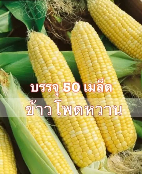 10 อันดับ เมล็ดพันธุ์ข้าวโพดหวาน ยี่ห้อไหนดี? อัปเดตปี 2025