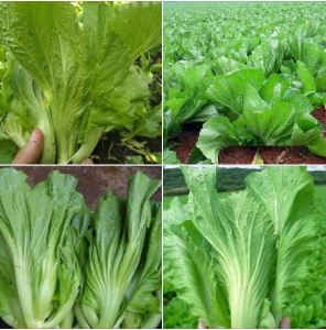 Hạt giống rau Cải bẹ dưa cải muối dưa- 20gr/gói-nãy mầm đều