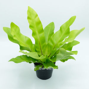 ต้นเฟิร์นข้าหลวง ขนาดกระถาง 4 นิ้ว ต้นไม้มงคล ต้นไม้ประดับ