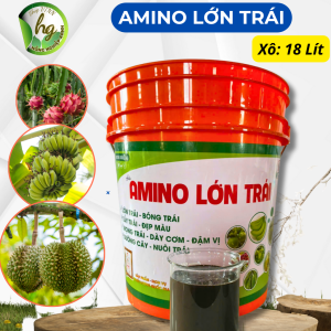 AMINO LỚN TRÁI  (Xô 18 lít) - LỚN TRÁI BÓNG TRÁI-ĐẸP MÀU -DÀY CƠM - DƯỠNG CÂY