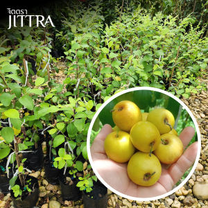 จิตตรา ต้นพันธุ์พุทราสามรส เสียบยอดสูง 60-80 ซม. ปลูกปีเดียวติดลูก พร้อมส่ง เคลมฟรี ต้นพันธุ์ผลไม้ ต้นเตี้ย ผลดก