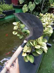 arit padi sabit pemangkas padi /sabit baja asli super tajam + gagang