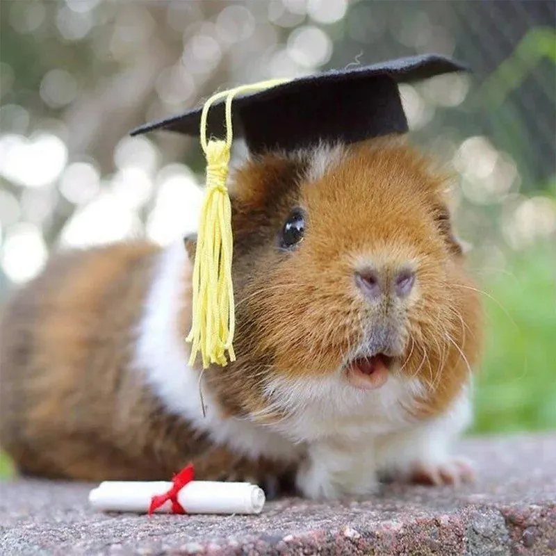 1PC Mini Graduation Cap Graduation Party Hat Bottle Toppers Cake