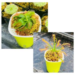 【6512人好评】食虫植物网红驱蚊盆栽儿童好养绿植捕蝇草食人花室内水培好养绿植