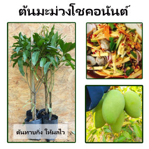ต้นมะม่วงโชคอนันต์  เนื้อแน่น รสชาติหวาน ผิวเนียน ผลใหญ่ มีเนื้อเยอะ ส่วนผลดิบสามารถนำมาแปรรูปแทนมะม่วงแก้ว